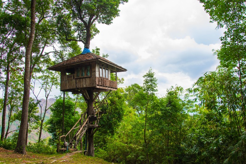 Unusual type of house: tree house